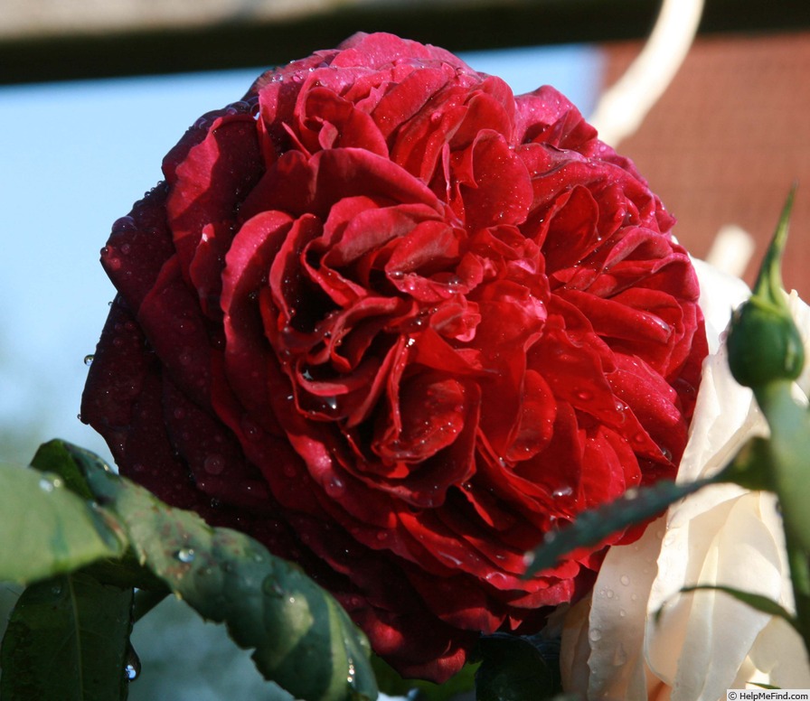 'Astrid Gräfin von Hardenberg' rose, click to enlarge 'Astrid Gräfin von Hardenberg' rose photo