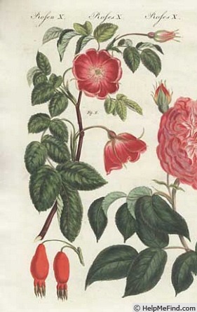 'Rosa pendulina inermis' rose photo