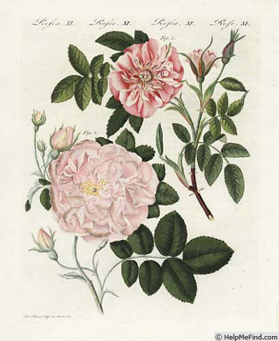 'Rosier Multiflore à fleurs carnées' rose photo