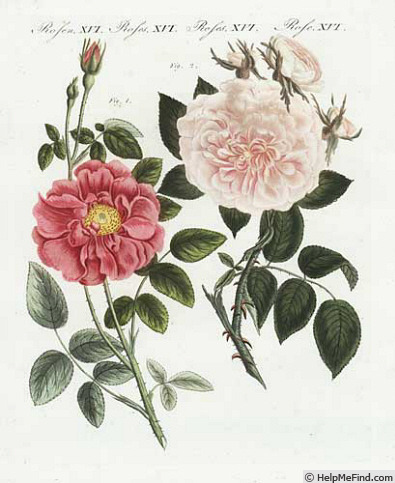 'Belle Fille' rose photo