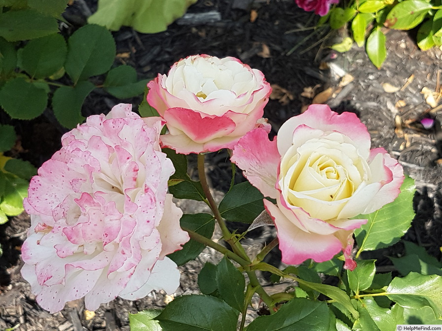 'Delany Sisters' rose photo