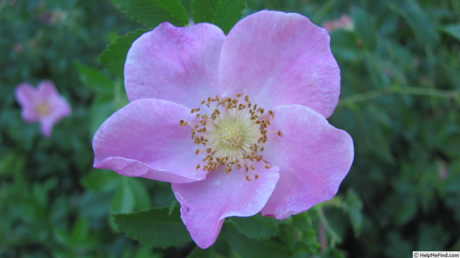 'Rosa canina à feuilles glauques inermis' rose photo