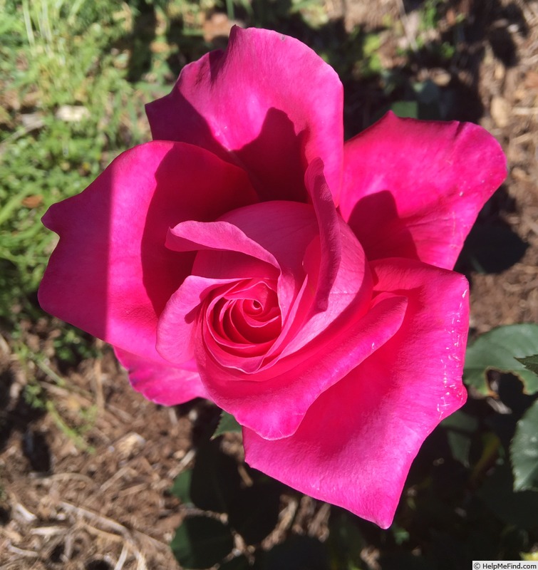 'Peter Frankenfeld ®' rose photo