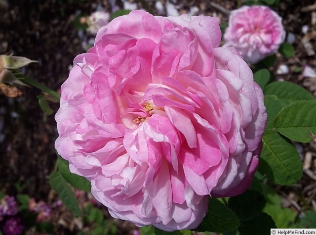 'Christiane Frost' rose photo