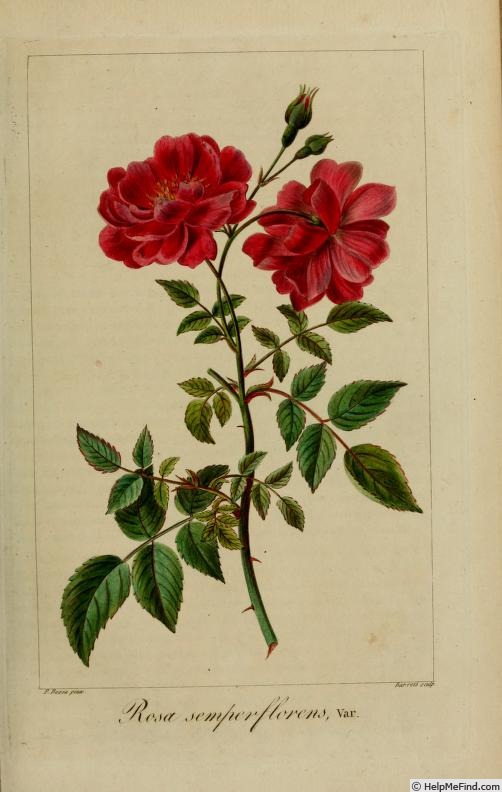 'Bengale Sanguine' rose photo