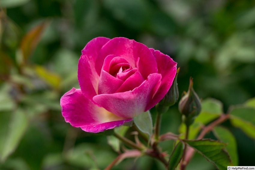 'Easy To Please' rose photo
