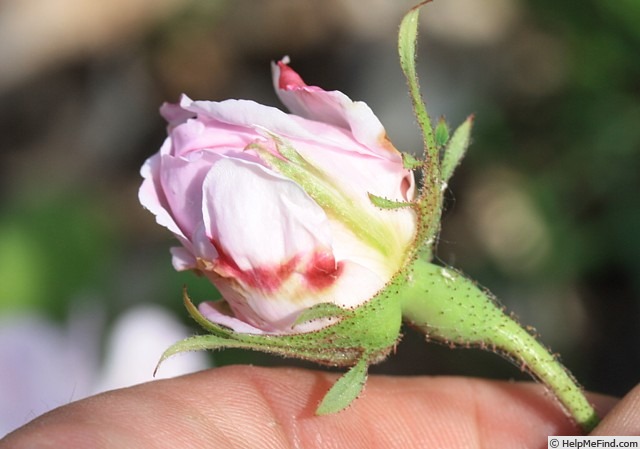 'Vilena' rose photo