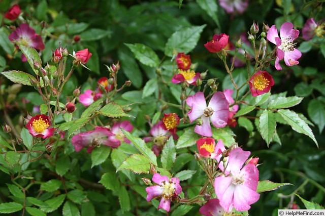 'Lilac Smile' rose photo