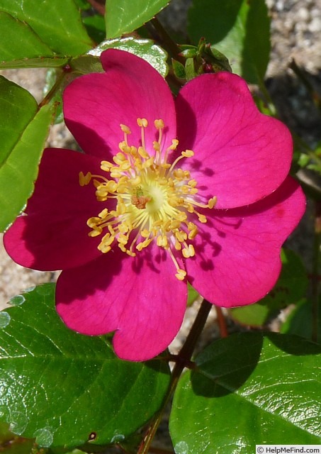 'Happy Smile' rose photo