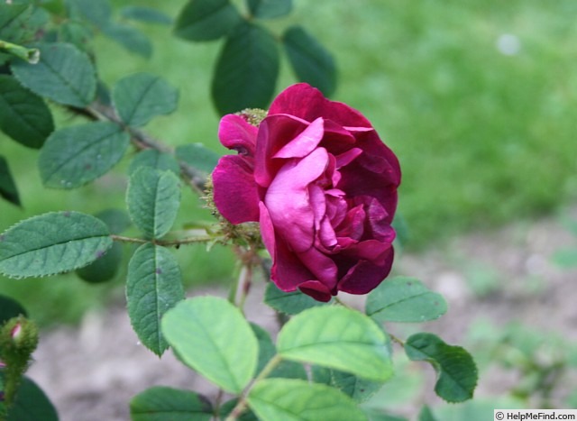 'Emily Moss' rose photo
