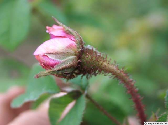 'Emily Moss' rose photo