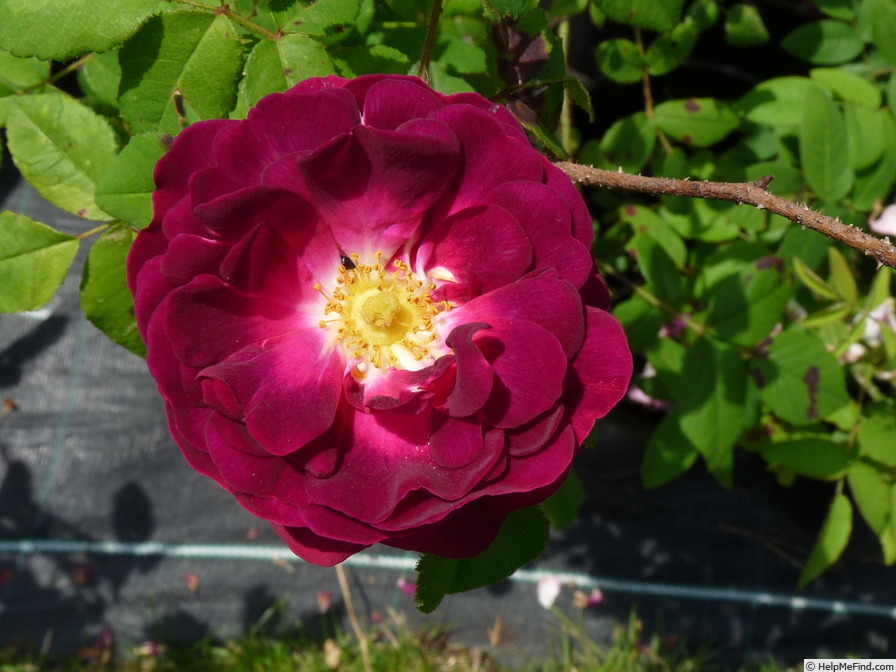 'Emily Moss' rose photo