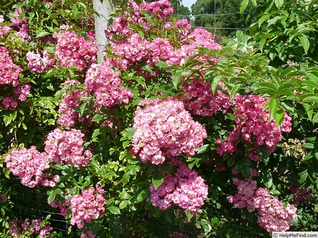 'Rockin' Pink' rose photo