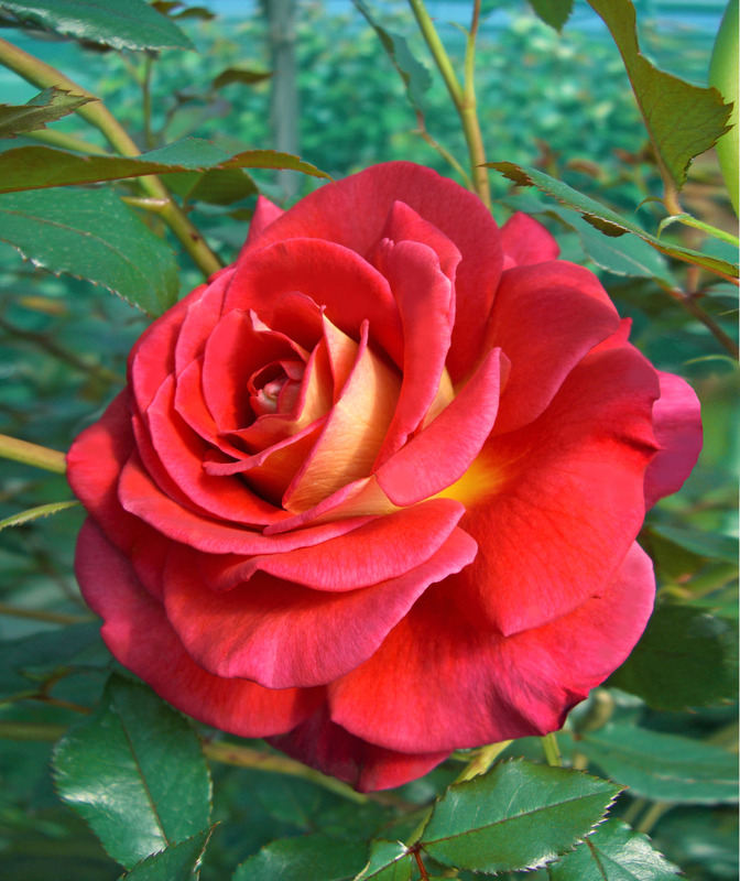 'Copacabana® (florists rose, NIRP Int., 2006)' rose photo