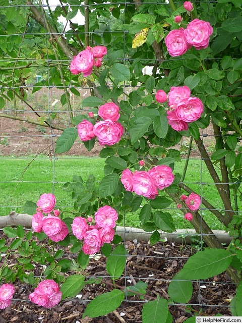 'Anna la Belle' rose photo