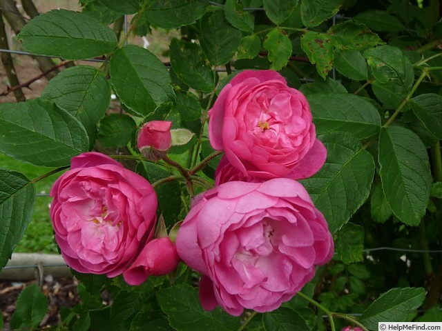 'Anna la Belle' rose photo
