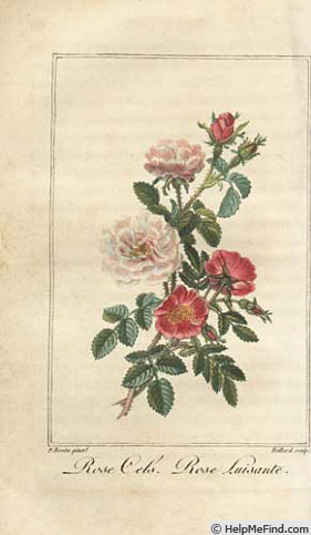 'Rosier de Cels' rose photo