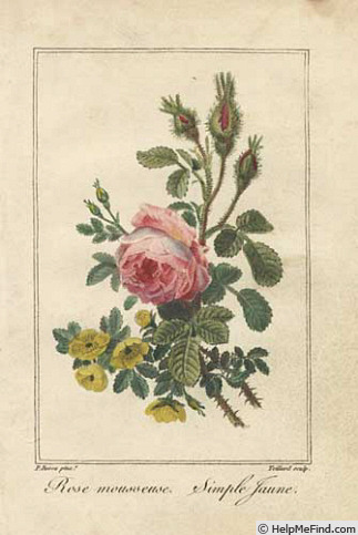 'Jaune Simple (lutea)' rose photo