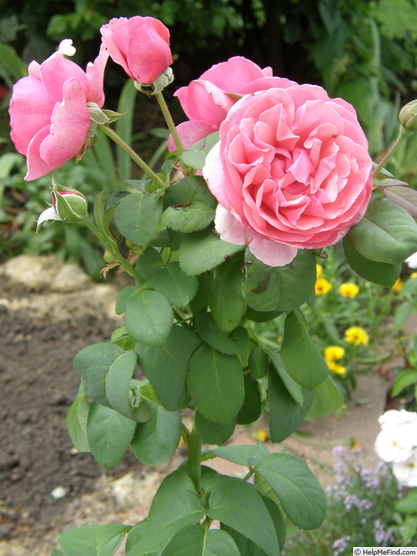 'Dee-Lish' rose photo