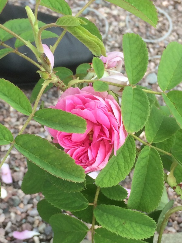 'National Rose Garden (Washington, DC)'  photo
