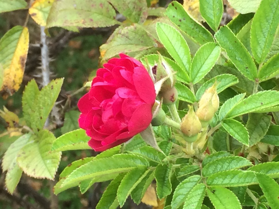 'National Rose Garden (Washington, DC)'  photo