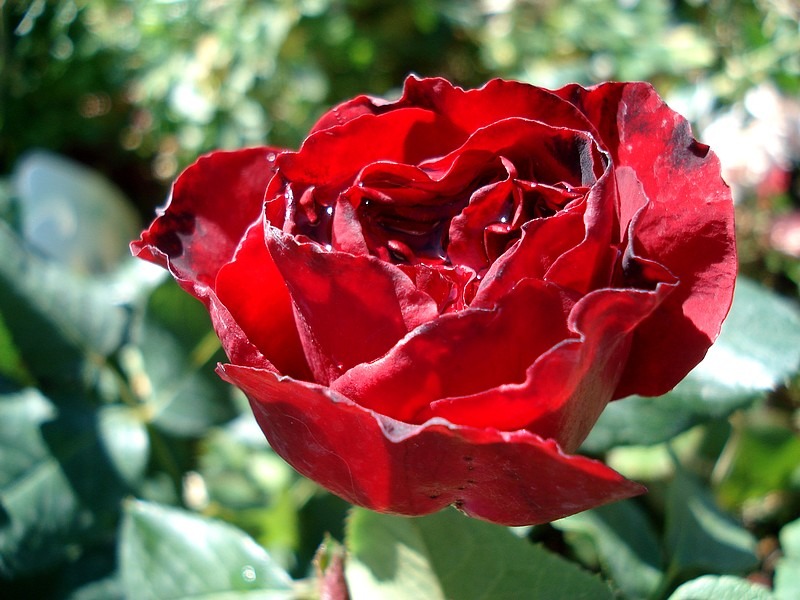 'Royal Garden ®' rose photo