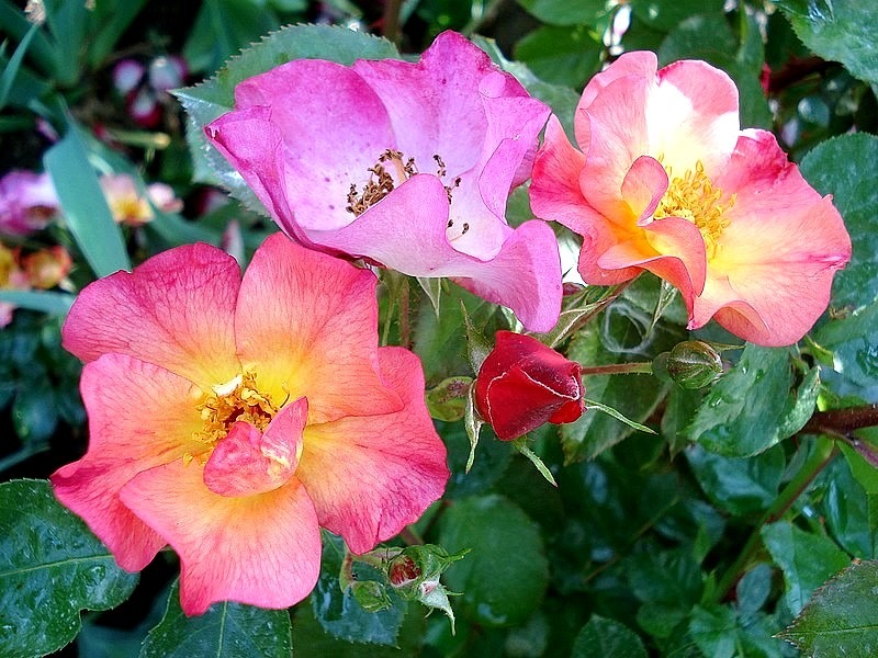 'Yann Arthus-Bertrand ®' rose, click to enlarge 'Yann Arthus-Bertrand ®' rose photo