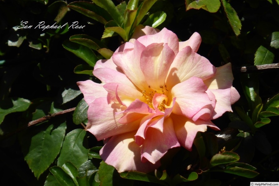 'San Raphael Rose' rose photo