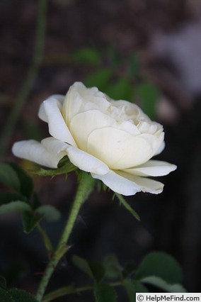'Belle de Neige' rose photo