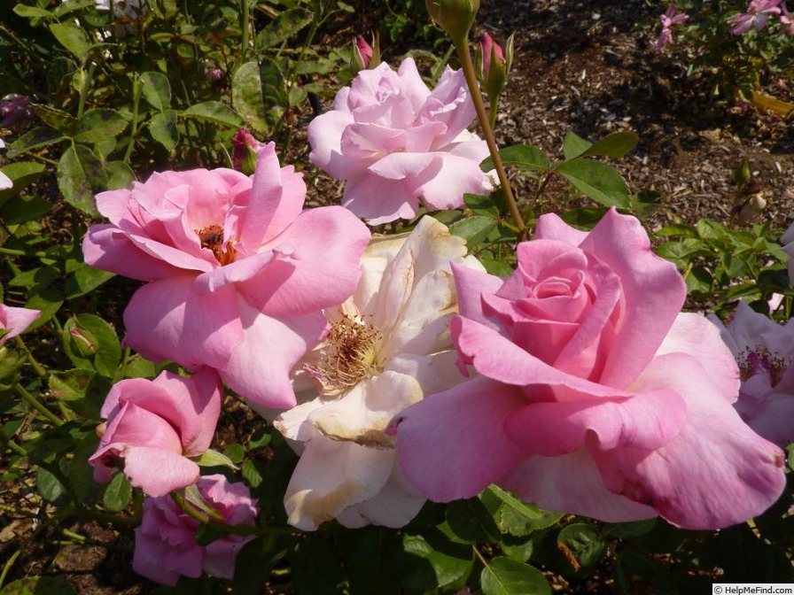 'Autumn Dusk' rose photo