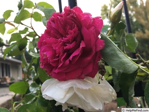 'Falstaff' rose photo