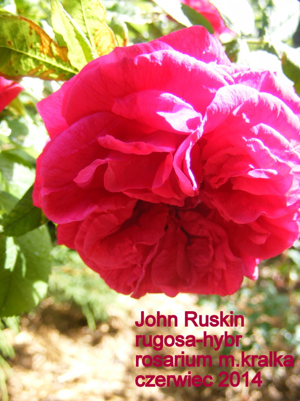 'John Ruskin (Rugosa, Van Fleet, 1928)' rose photo