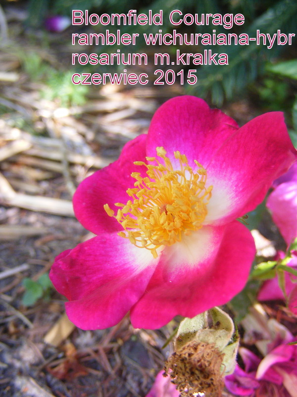'Bloomfield Courage' rose photo