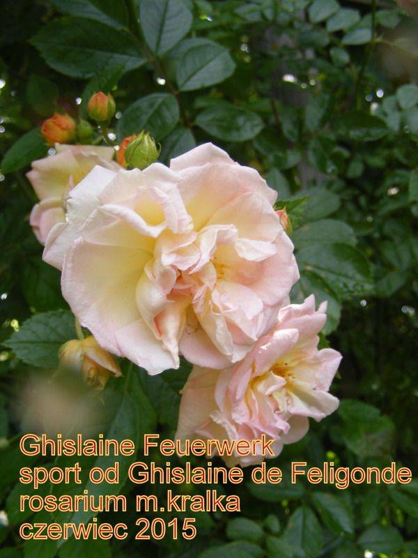 'Ghislaine Feuerwerk' rose photo