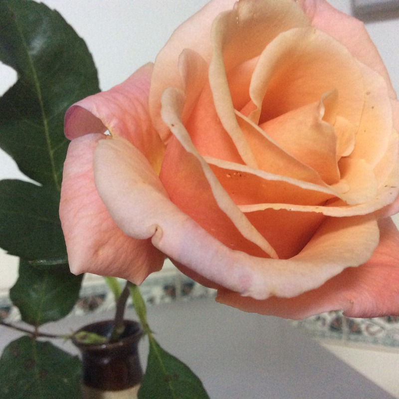 'Candy Flo' rose photo