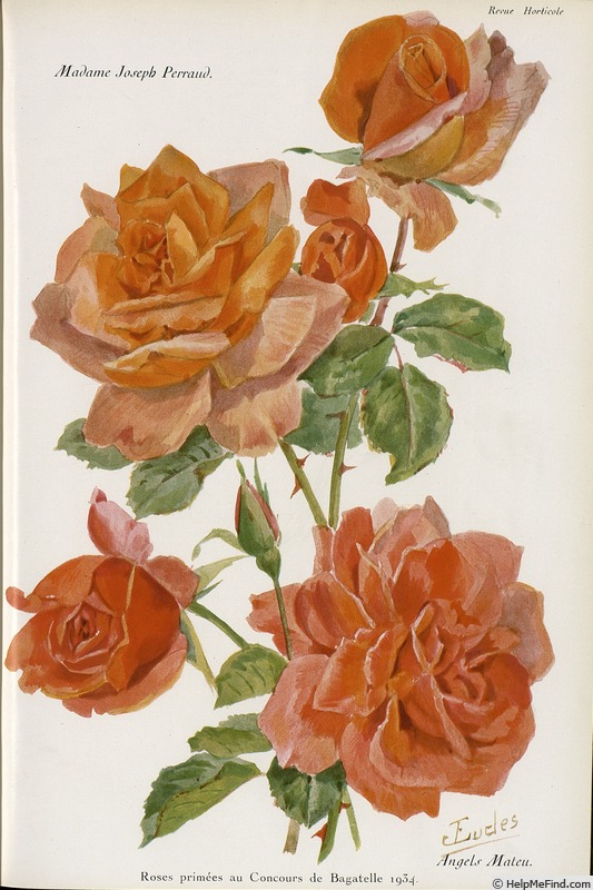 'Madame Joseph Perraud' rose photo