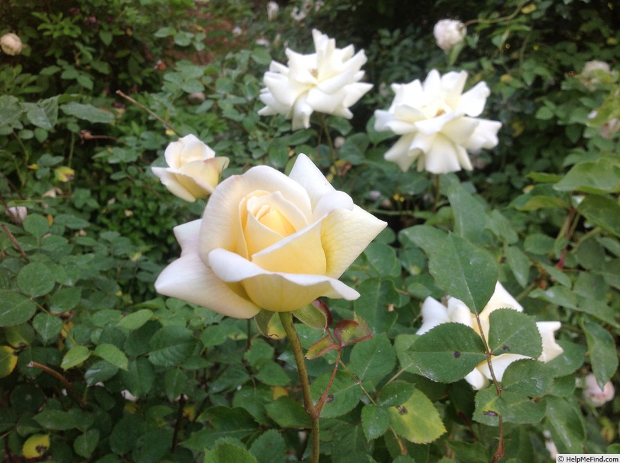 'April Moon (shrub, Buck 1984)' rose photo