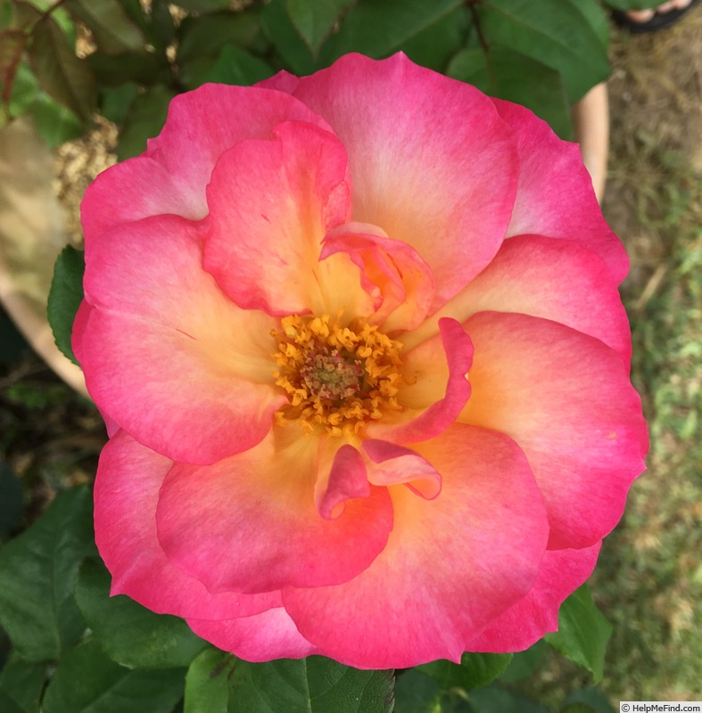 'Tahlia' rose photo