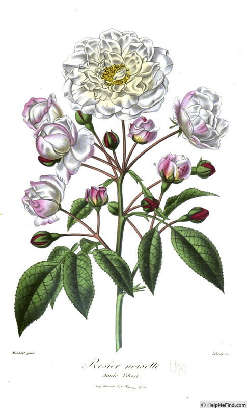 'Aimée Vibert (Noisette, Vibert, 1828)' rose photo