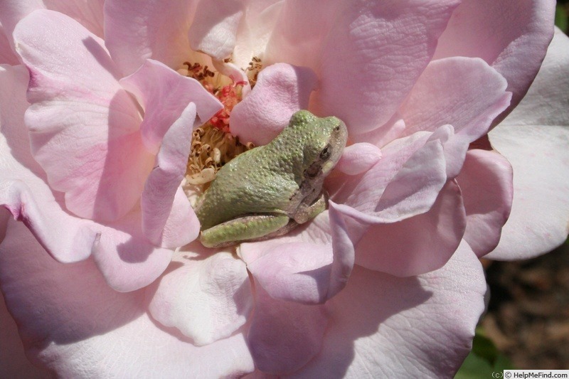 'Morning Magic ™' rose photo