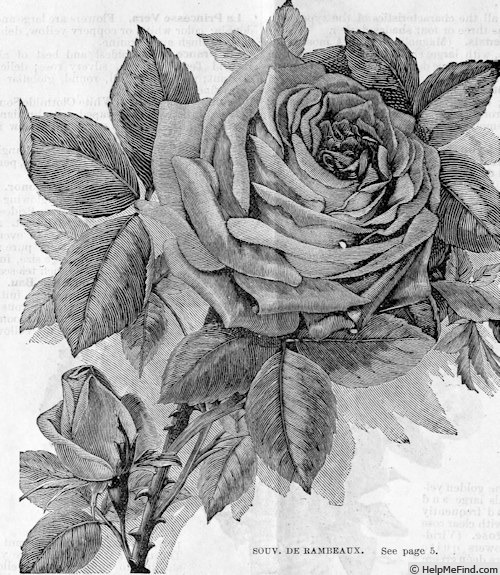 'Souvenir du rosiériste Rambeaux' rose photo
