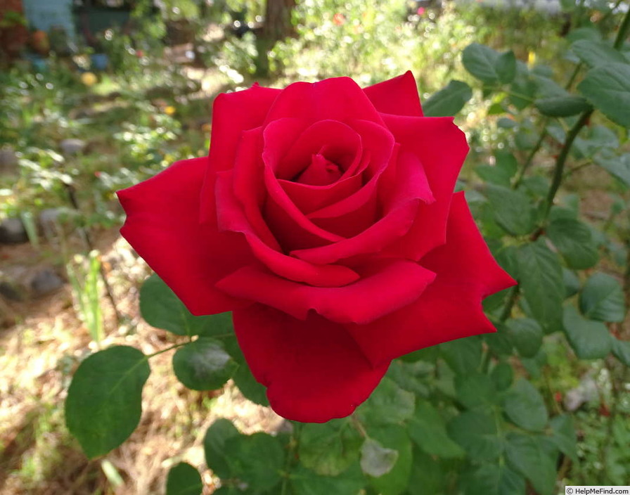 'Grande Amore ® (hybrid tea, Kordes, 1995/2004)' rose photo