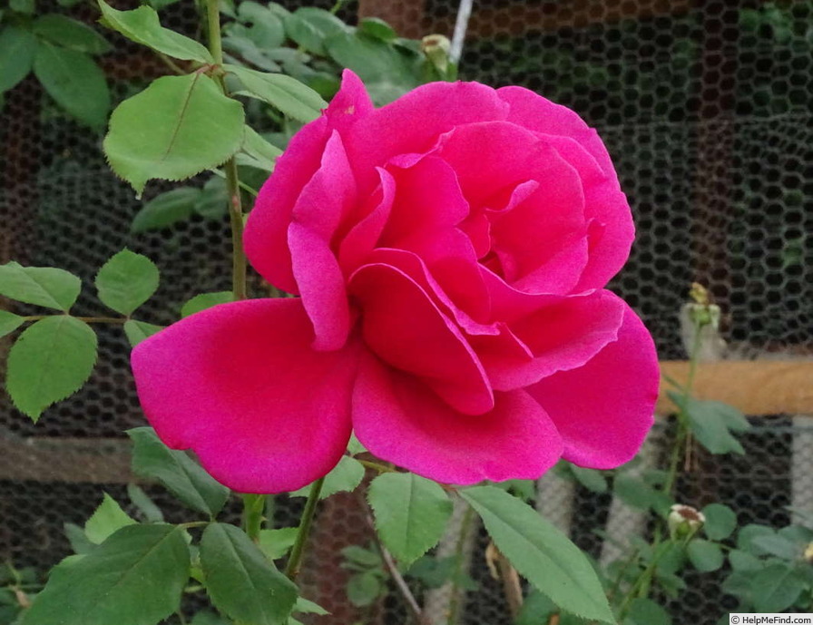 'Poinsettia' rose photo
