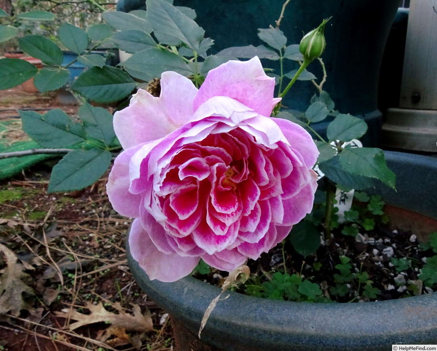 'The Dahlia Rose' rose photo