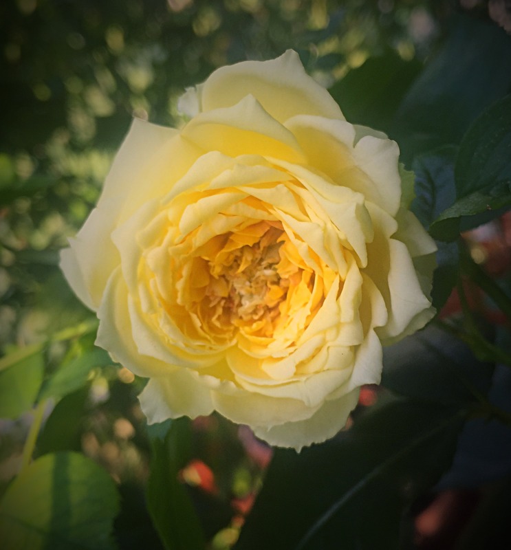 'Marselisborg Castle' rose photo