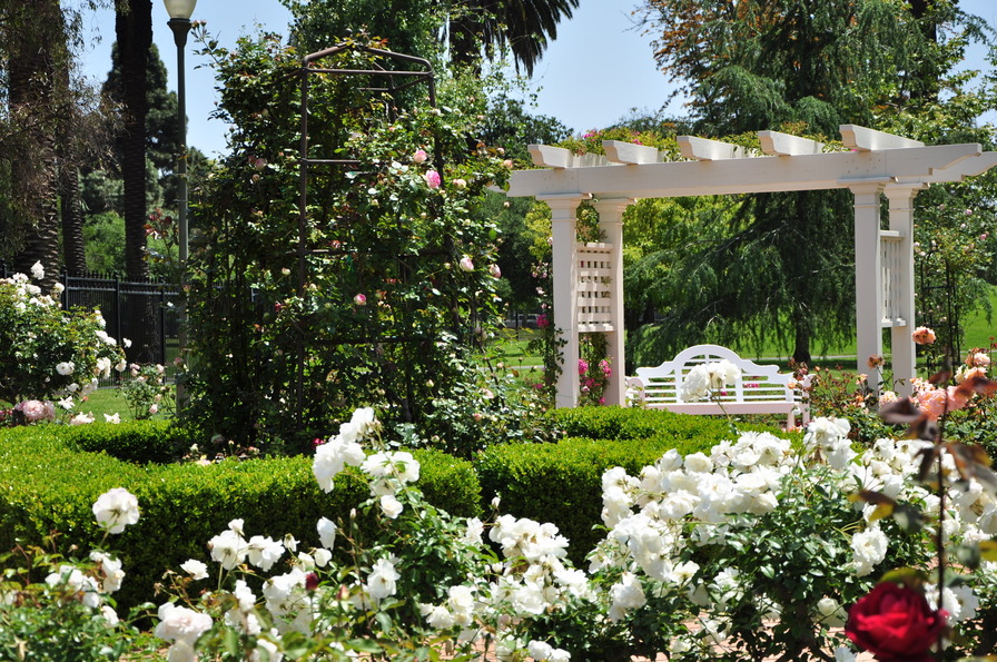 'Howard Rose Garden'  photo