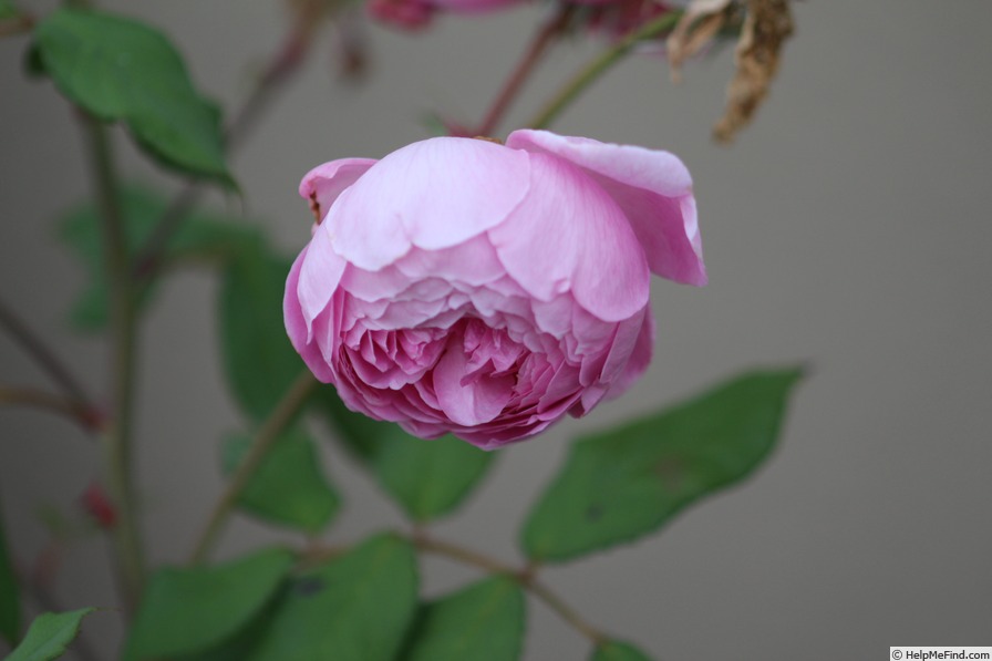 'Huntington Rose' rose photo
