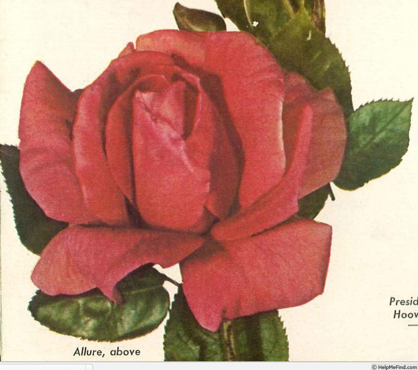 'Allure (hybrid tea, Swim, 1948)' rose photo