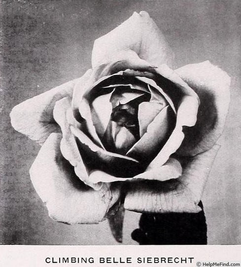 'Climbing Belle Siebrecht' rose photo
