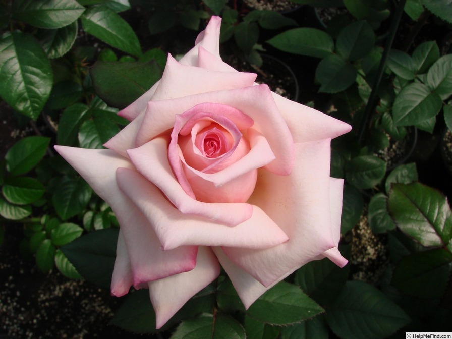 'Kristen Singer' rose photo